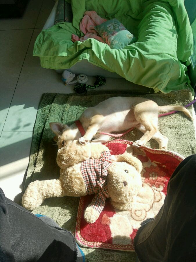 得了细小的狗狗治愈后,小土狗得了细小见到主人摇尾巴