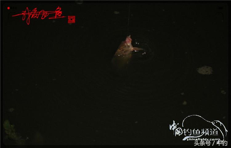 蝙蝠老是来屋里怎么赶走,蝙蝠来屋里怎么办