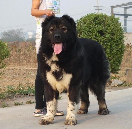 世界名犬品种介绍各多少钱,世界大型名犬高清图