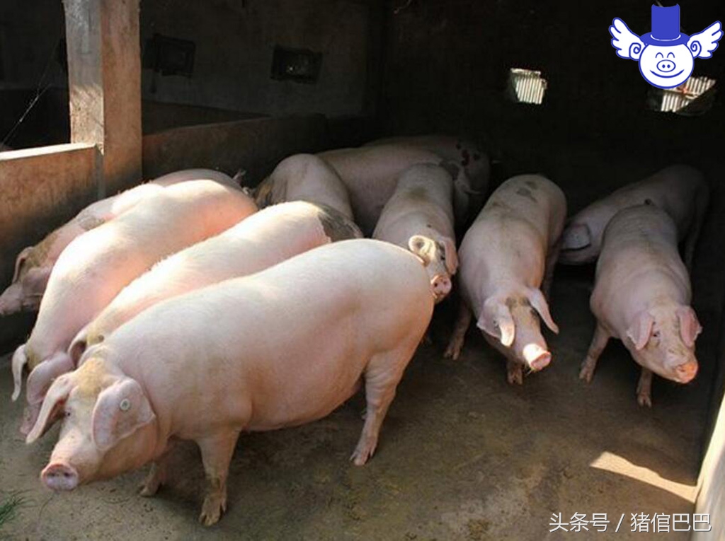 冬季到了猪咳嗽增多？所以要弄清楚猪为啥会咳嗽！