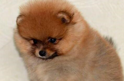 博美犬细小治疗后注意事项 (如何让博美犬注意卫生)