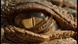 澳大利亚吉祥物袋鼠,澳大利亚的袋鼠伤人事件