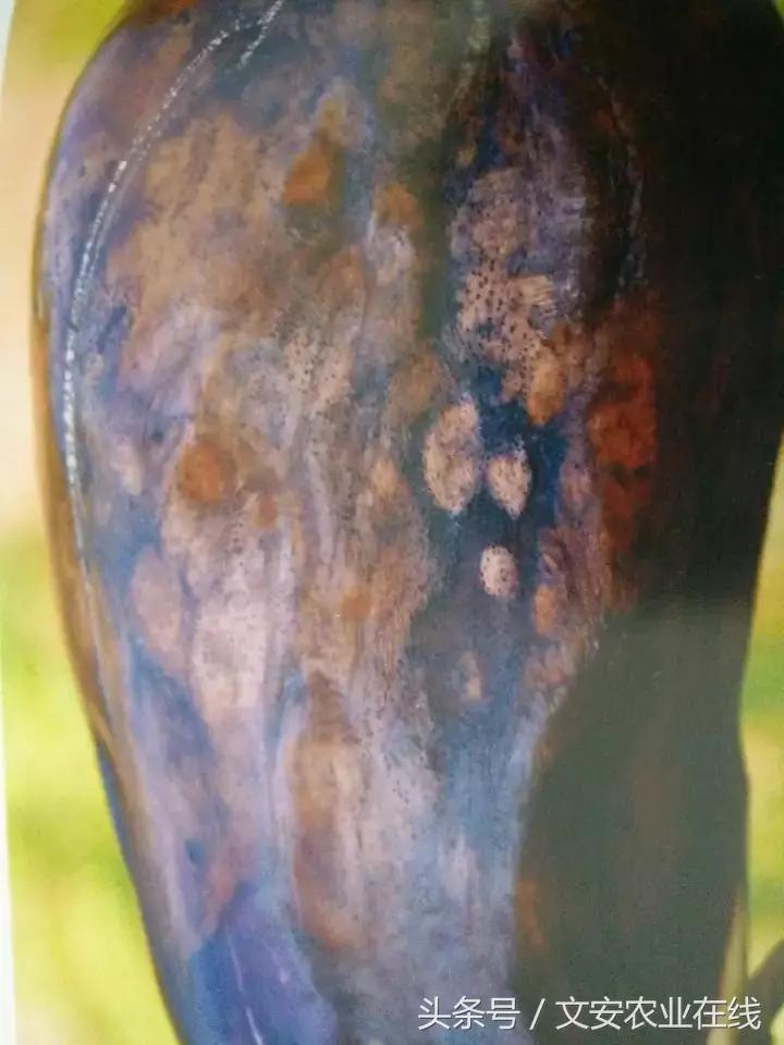 茄子的种植和管理及病虫害的防治,茄子蚜虫