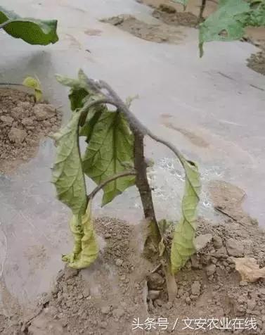 茄子的种植和管理及病虫害的防治,茄子蚜虫