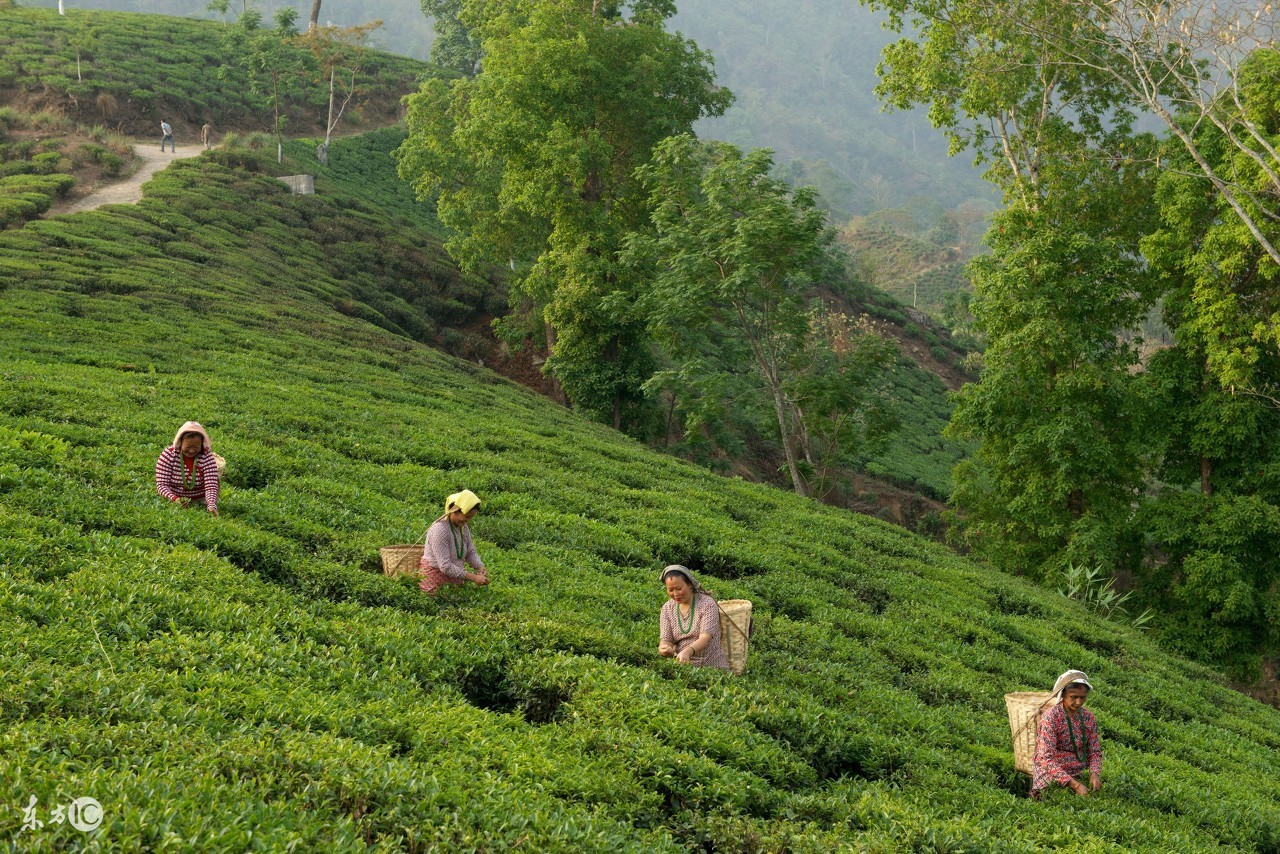 大吉岭红茶与国内红茶比较,大吉岭红茶和阿萨姆红茶的区别