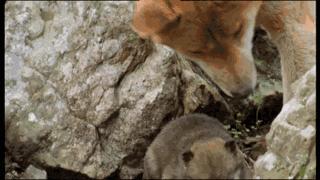 澳大利亚吉祥物袋鼠,澳大利亚的袋鼠伤人事件