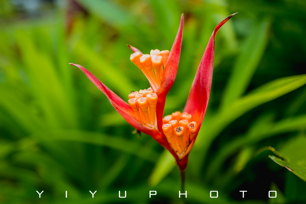 悠游一夏,马来西亚——六日自由行攻略