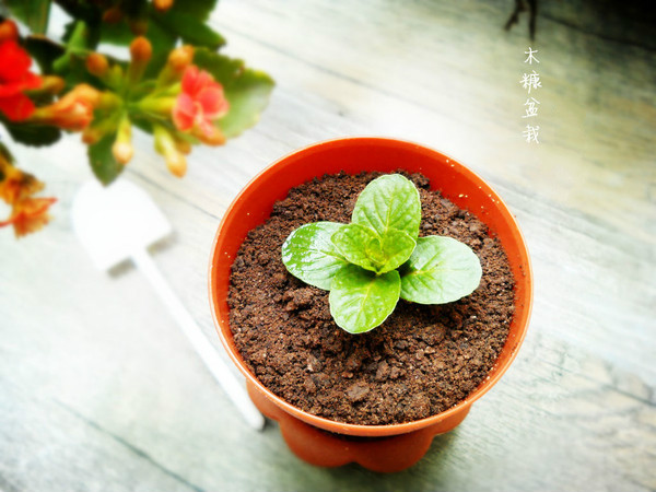 奥利奥有什么新吃法,盘点那些奥利奥的神仙吃法