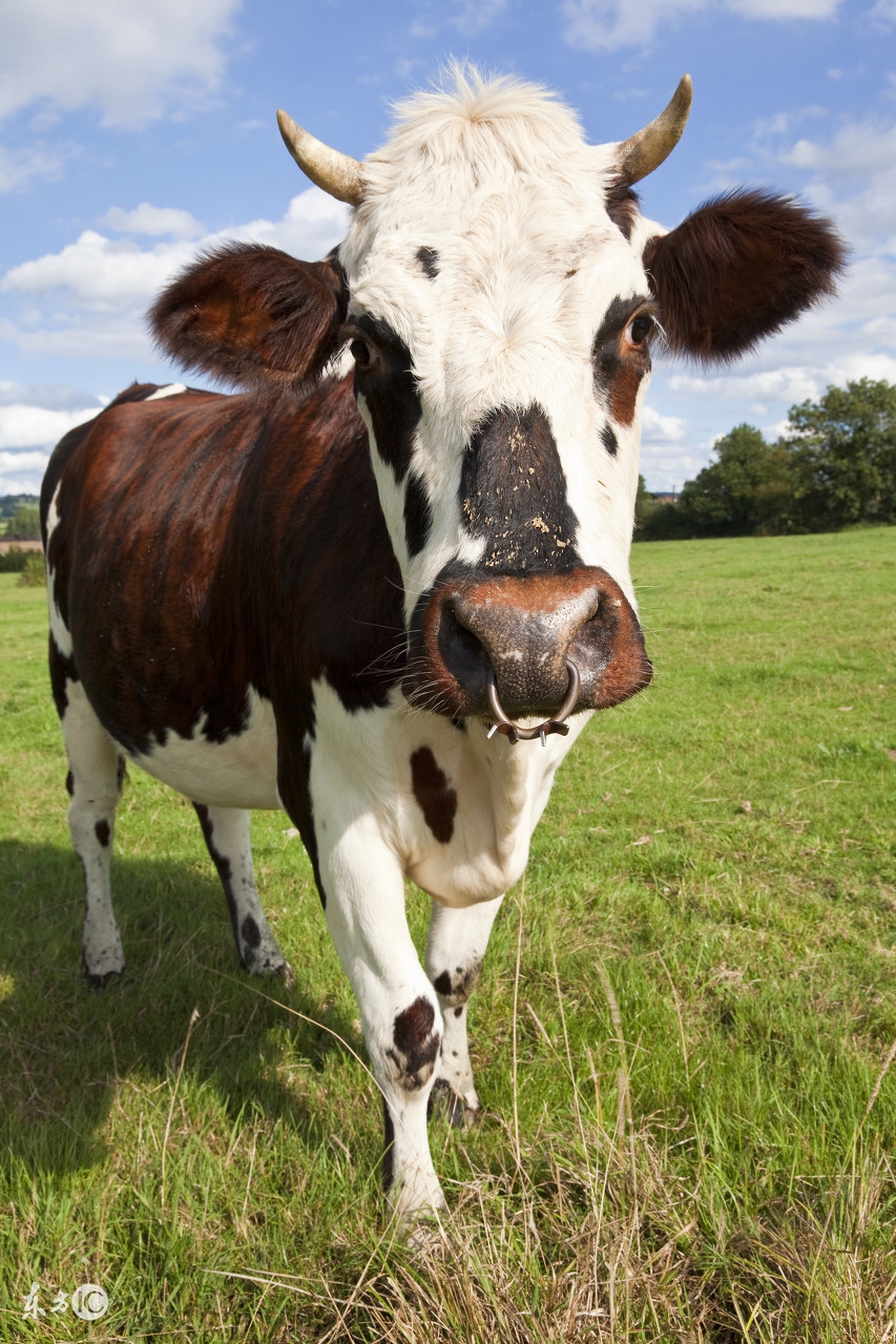 奶牛产道脱出的病因以及治疗措施！