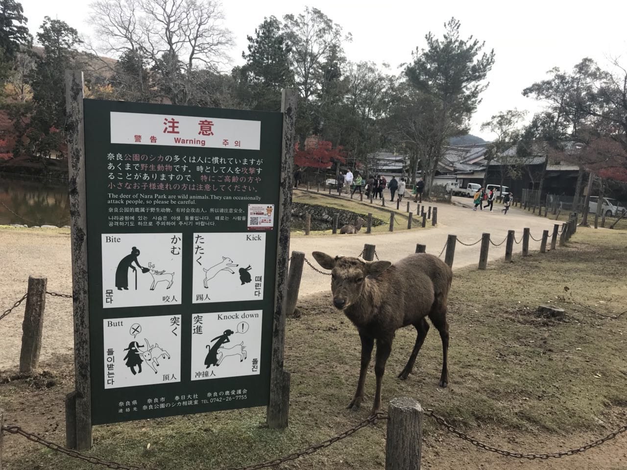 日本关西美食攻略,跟我游旅游攻略