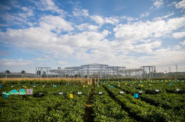 手机看着看着就蓝屏了,点开你的照片手机就死机了
