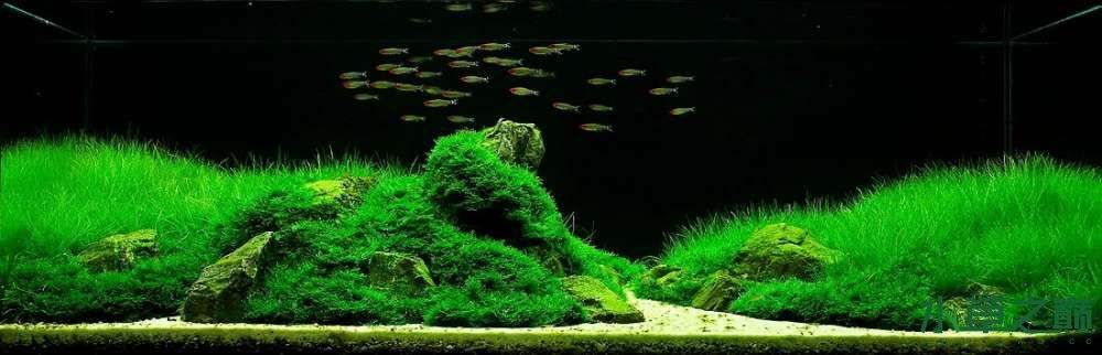 哪种水草最好养活不烂还能繁殖,草缸造景如何养好水草