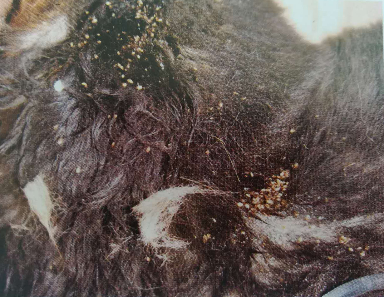 去宠物跳蚤虱子最简单的方法,宠物身上有跳蚤应该怎么办