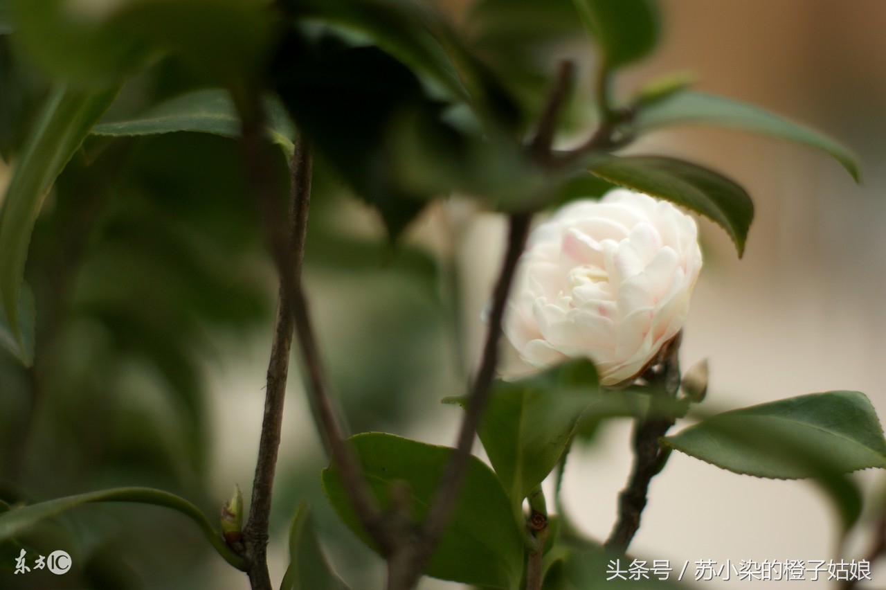 苏小柒剪映教学,花弄影写的小说