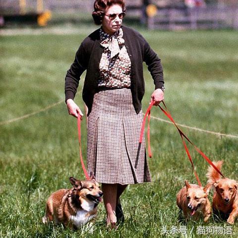 女王最喜欢哪个柯基,女王最喜欢的柯基犬