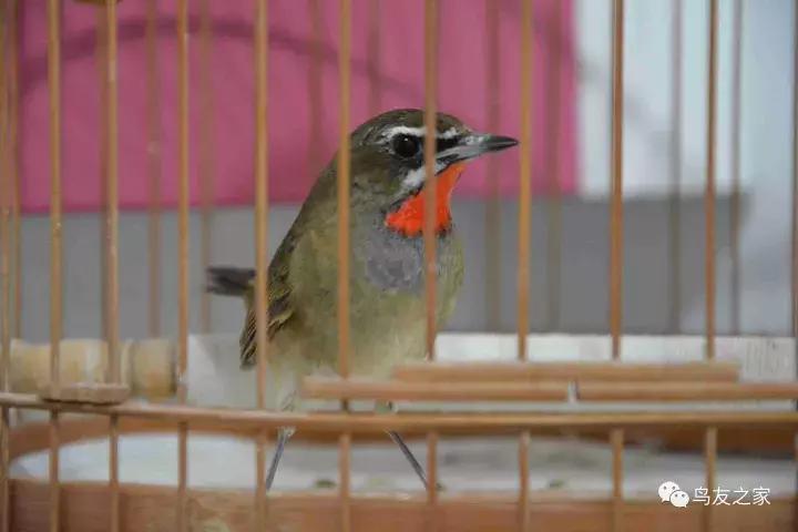 闲聊养鱼技巧大全,闲聊冬季野钓