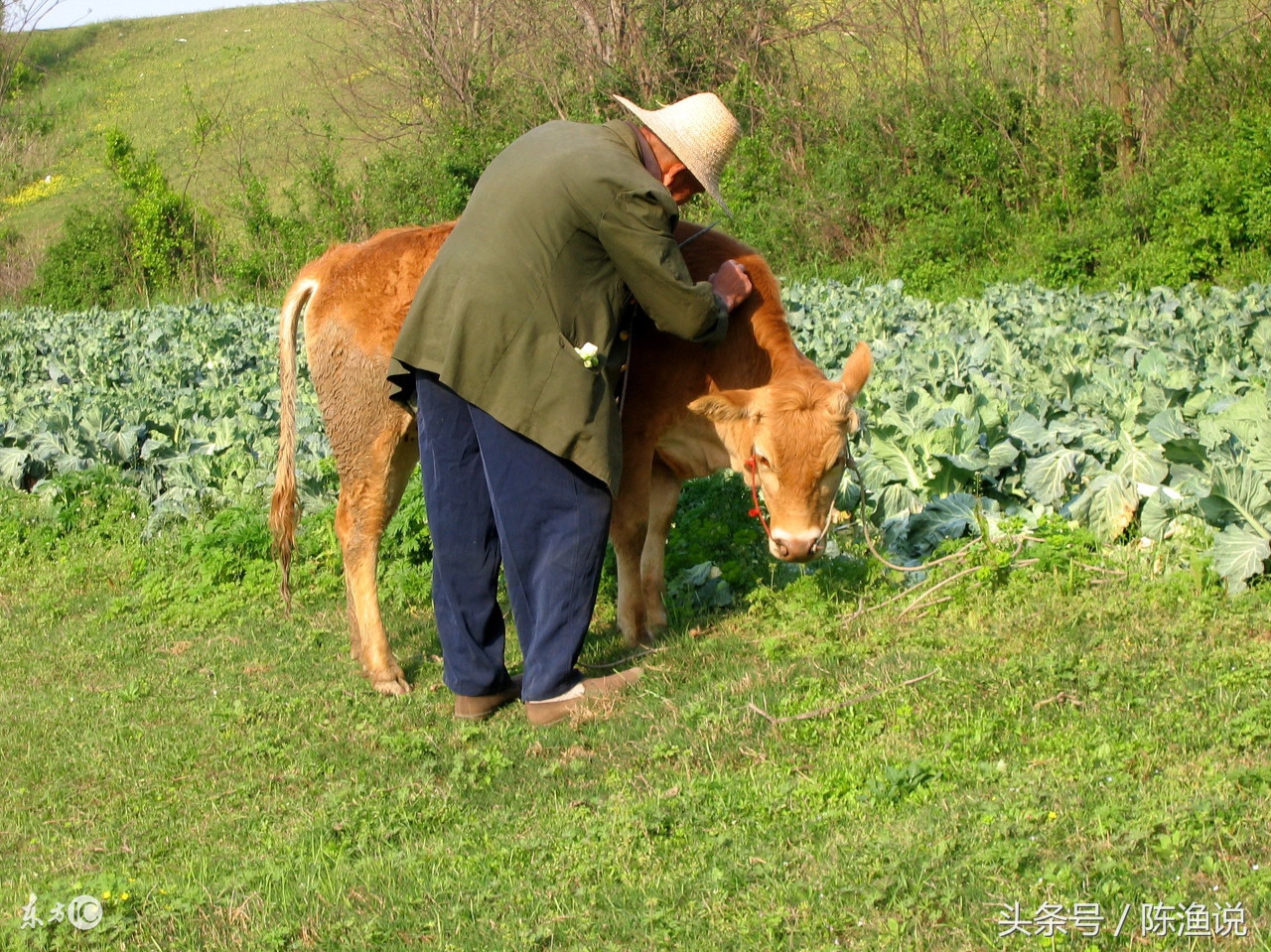 小学没毕业的农村父亲做会计10年,却始终有一笔烂帐对不上。