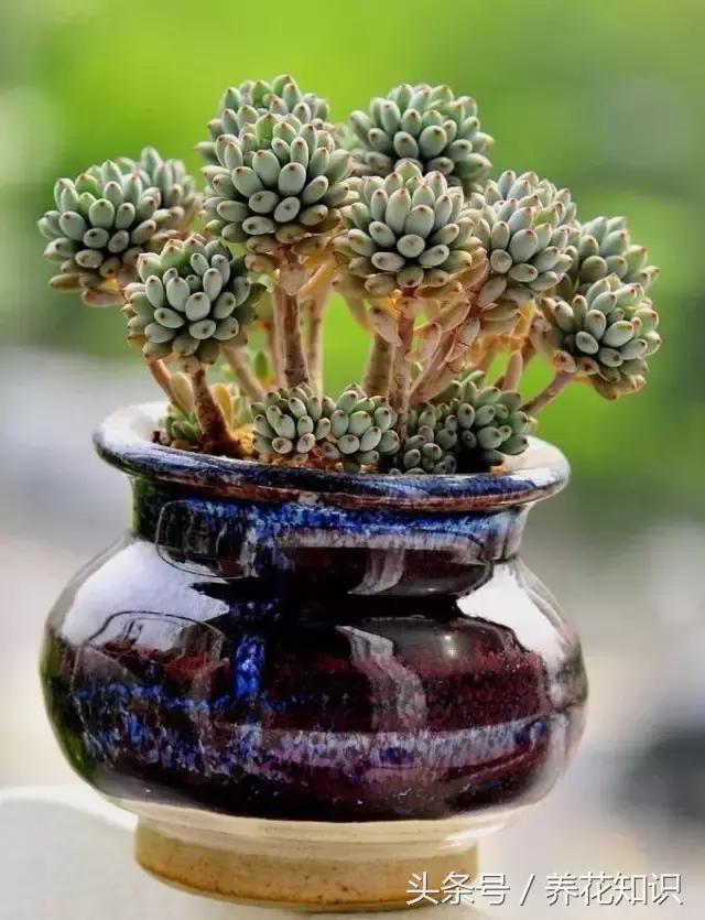 新买的多肉怎么养才能养好,养多肉的乐趣在于什么