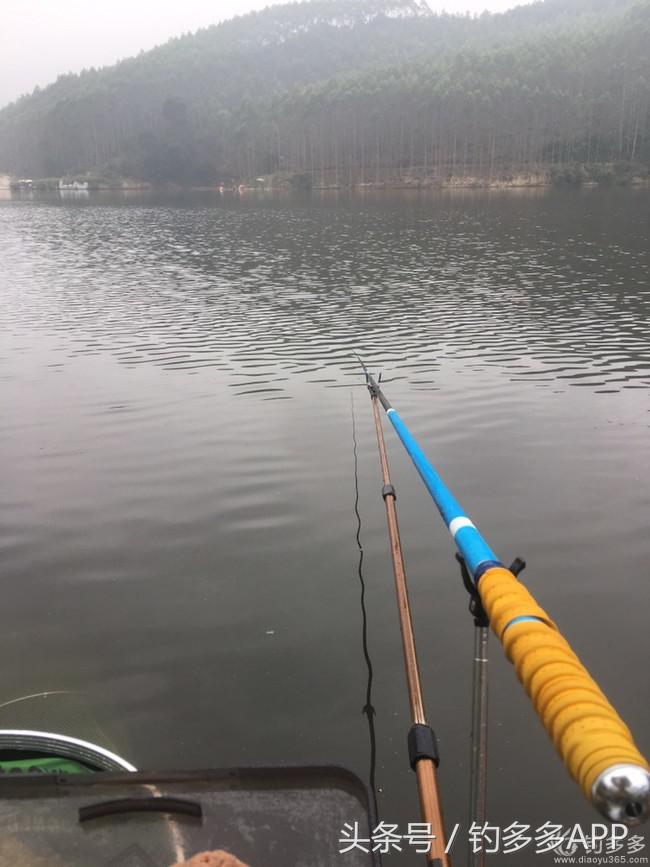 奔横县只为巴西雕，遇降温无奈成掐鲤