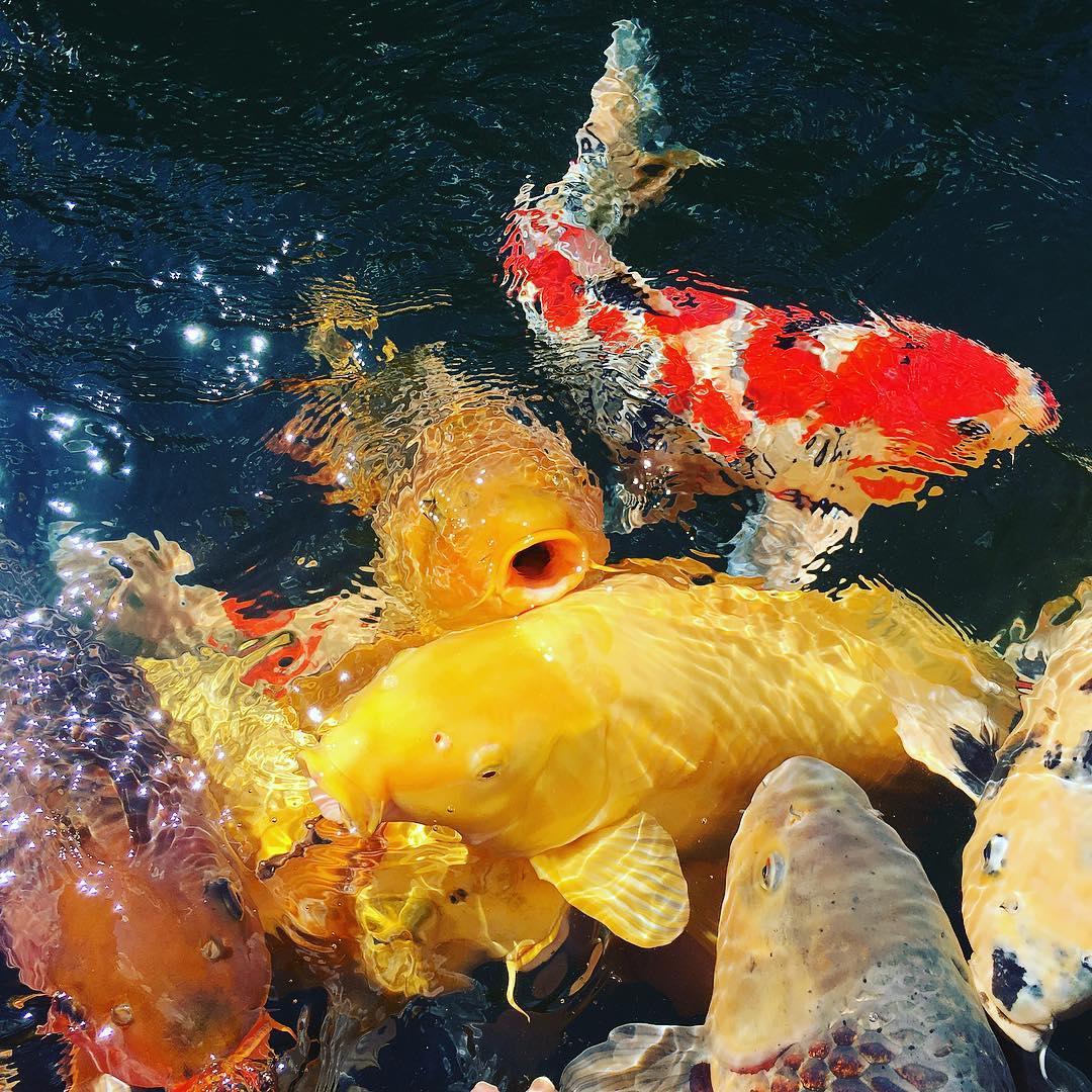 濂介奔椋熸按涓嶆祽,姘村お娓呮緢浜嗗楸煎ソ涓嶅ソ