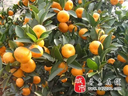 100元左右的江西特产有哪些,江西零食土特产必买清单