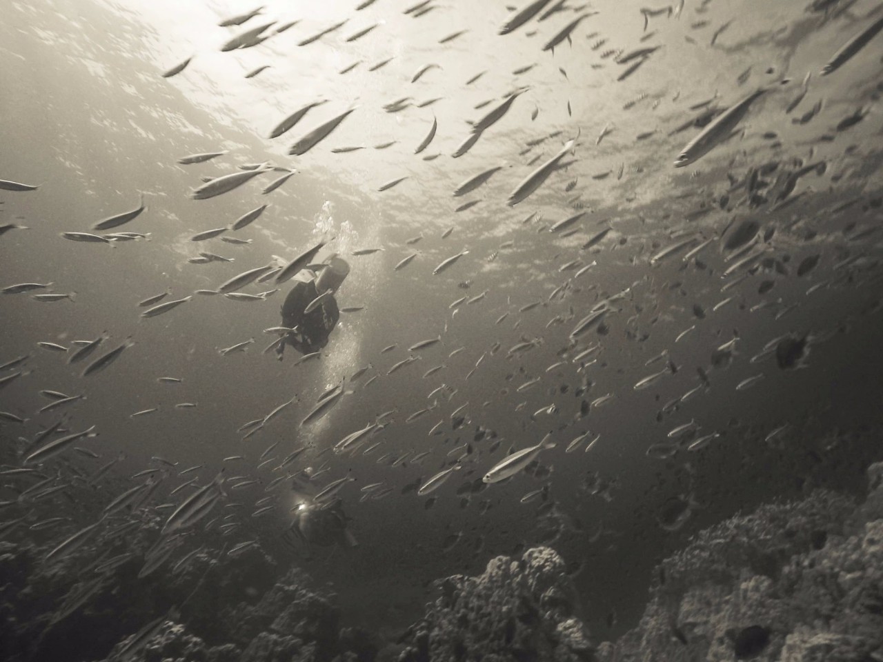 潜水零基础入门教程 (10个简单又可能被忽略的潜水技巧)