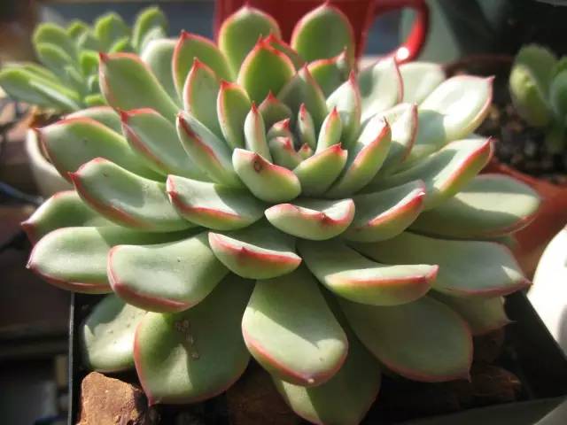 无“肉”不欢！10种好看又便宜的多肉！