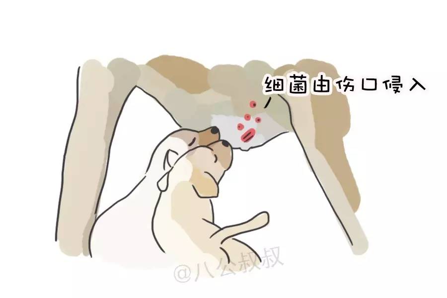 涨姿势·产后乳腺炎，母犬健康杀手！