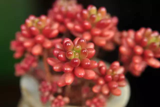 无“肉”不欢！10种好看又便宜的多肉！