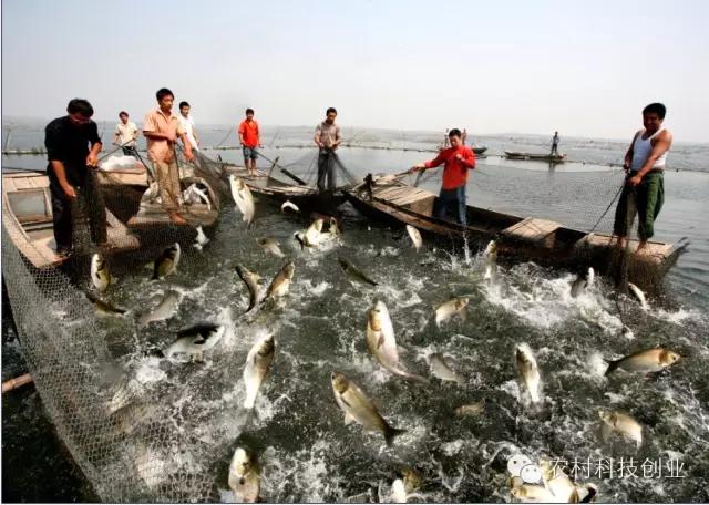 适合农村创业的小本点子,12个适合农村创业的小本项目