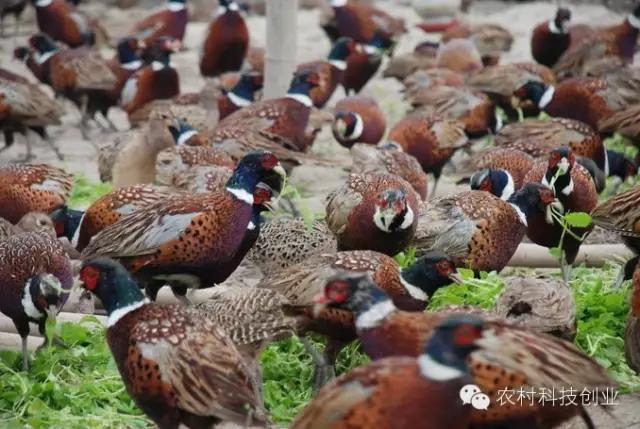 农村新商机小本创业,适合农村创业的小本点子