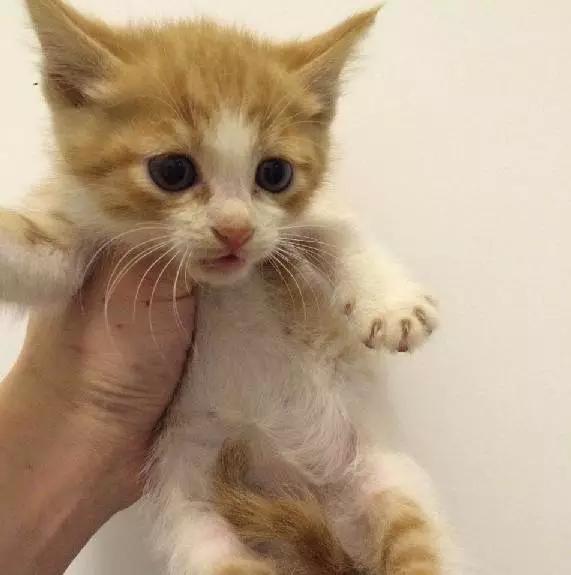 上海领养代替购买,上海领养孩子有补贴吗