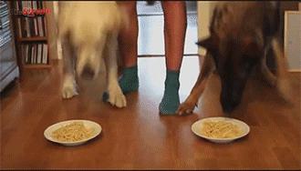 金毛贪吃的毛病都是惯出来的,金毛跟着主人爱贪吃怎么教