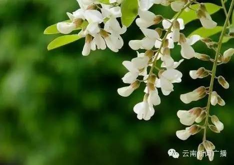 清热解毒润肺止咳生津止渴,生津润肺止咳还防感冒