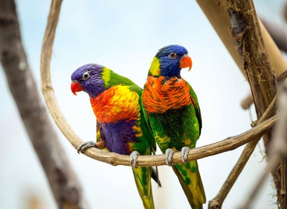 鹦鹉初学说话教程,了解鹦鹉的知识