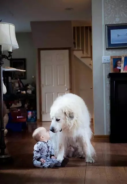 北极比利牛斯山大白熊,比利牛斯大白熊犬