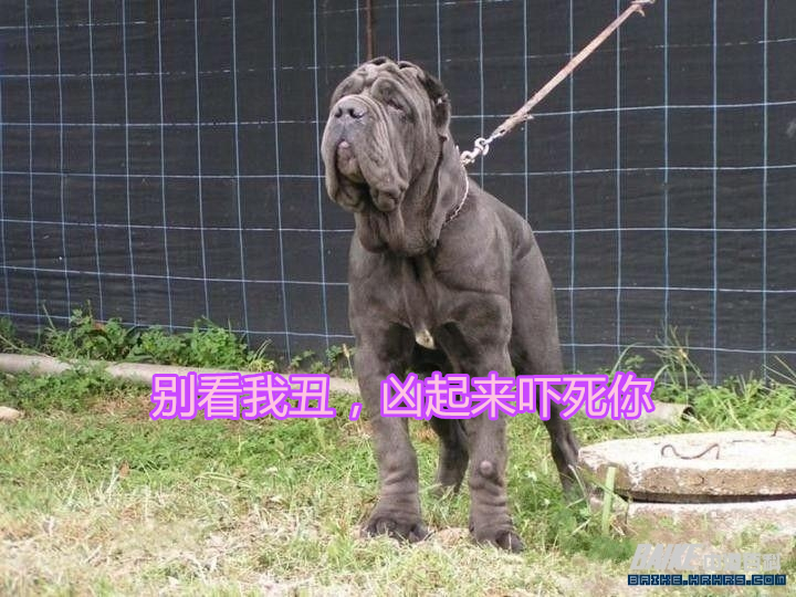 超级凶猛的加纳利犬,第一条加纳利犬
