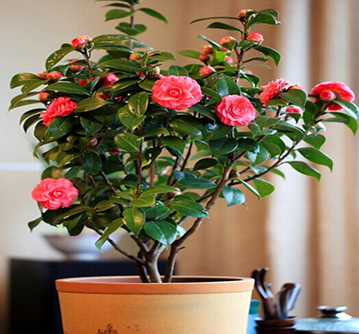 香奈儿山茶花有几种版本,香奈儿喜欢的茶花是什么品种