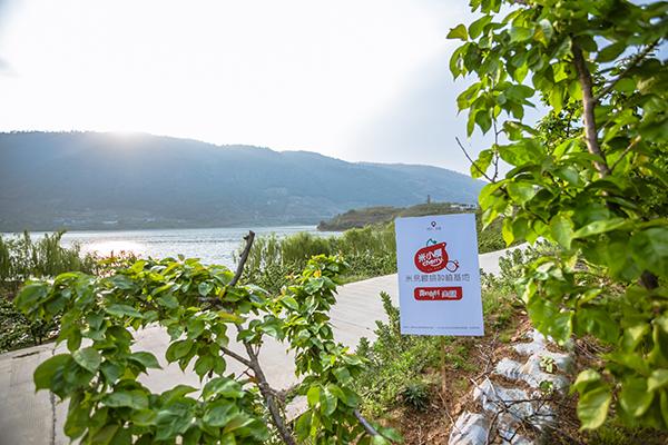 米易樱桃和凉山小樱桃,攀枝花米易黄草小樱桃