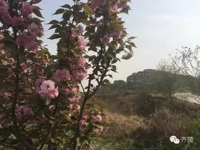 临淄:特色小镇的春天——金岭敬仲朱台齐陵