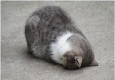 猫咪捂脸真可爱,猫咪害羞捂脸