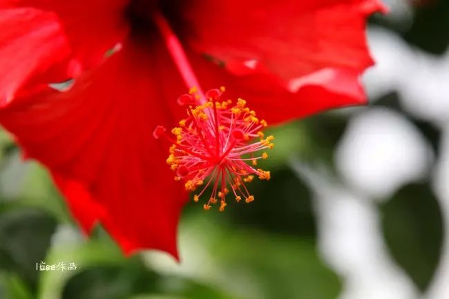 三亚最美的夕阳日落,夕阳的落下