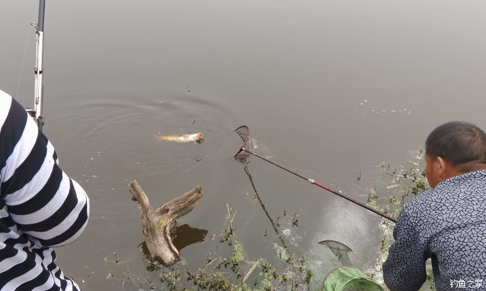 八一水库钓草鱼,八一水库钓青稍