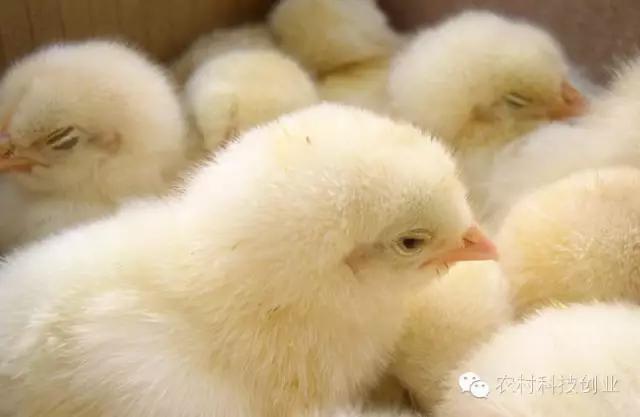 农村新商机小本创业,适合农村创业的小本点子