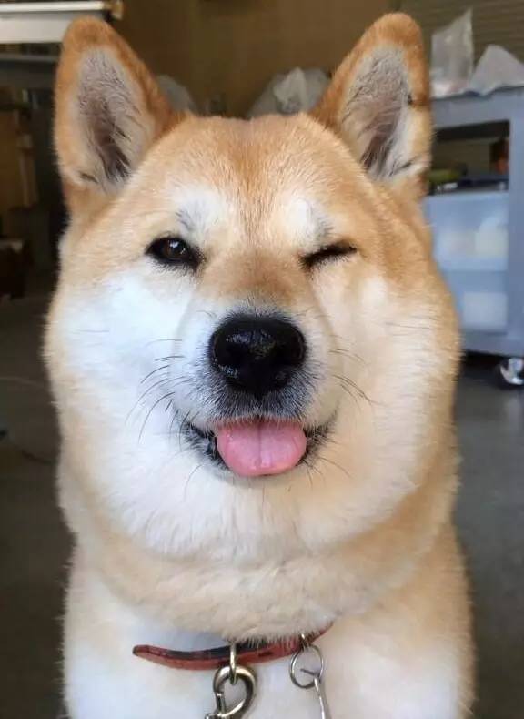 魔都炸鸡哪个牌子好吃,魔都排名第一炸鸡