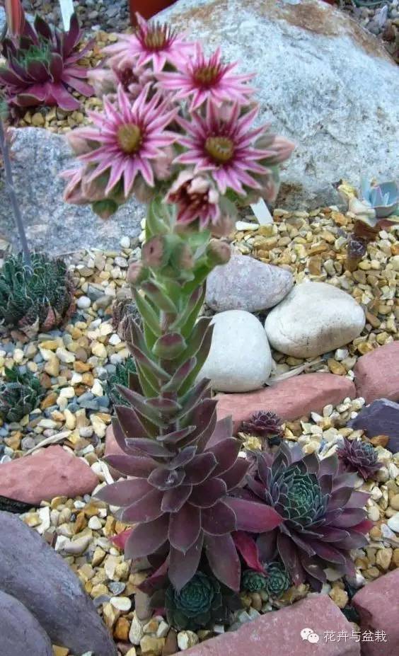 有一种植物叫长生草,长生草开花就死亡吗