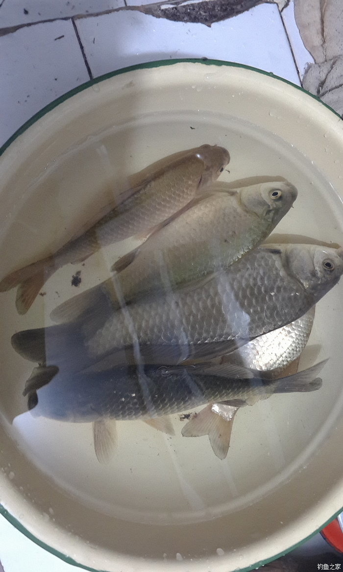 八一水库钓草鱼,八一水库钓青稍