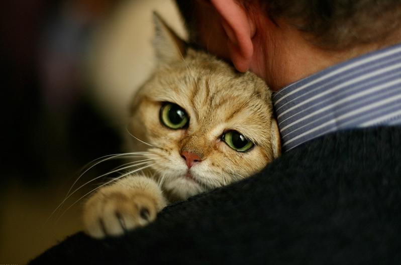 猫咪我是你的左右眼,猫咪我是你的唯一