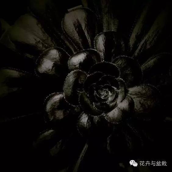 黑法师开花后怎么处理,黑法师花怎么养