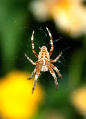 哪些昆虫有三对足两对翅一对触角,什么昆虫是三对足两对翅一对触角